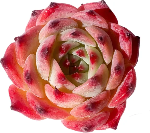 Miniatura 4 de Echeveria cv Momotarou - Plantas suculentas vivas raras, 1 maceta de tamaño de 2.5 pulgadas, planta viva rosa, excluye maceta y tierra, escritorio