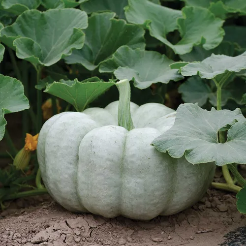 Miniatura 2 de Más de 10 semillas de verduras de calabaza para plantar al aire libre reliquia sin OMG