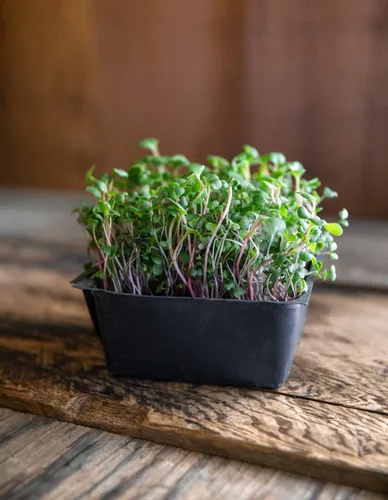 Miniatura 4 de Superfood Microgreen Seeds Mix para bandejas de cultivo Microgreens 1 libra Semillas de colinabo morado sin OMG, colinabo, rábano, nabo