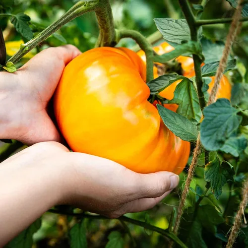 Miniatura 35 de Eden Brothers Semillas de tomate – Semillas de caqui sin OMG para plantar, paquete Semillas de vegetales de bajo mantenimiento, plantas durante