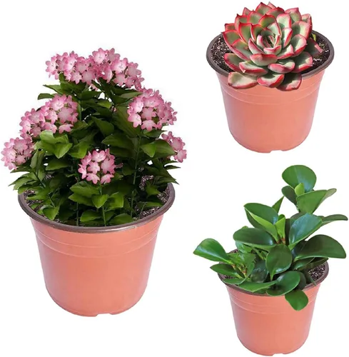 Miniatura 6 de Macetas de plántulas, macetas de plástico para plantas de semillero, macetas de vivero, contenedor de plantas apto para germinación de semillas