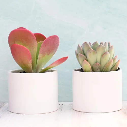 Miniatura 6 de Suculentas vivas en macetas - Plantas suculentas vivas en macetas (colección Echeveria)