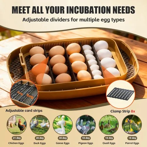Miniatura 7 de Syluris Incubadoras para incubar huevos, incubadora de 24 huevos con giro automático de huevos y control de humedad, vela de huevos, visualización