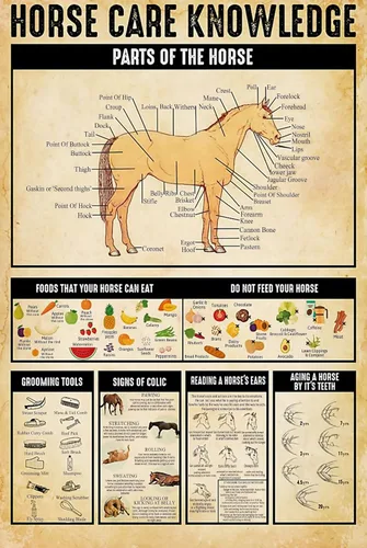 Carteles divertidos de metal para el cuidado del caballo con texto en inglés "Food That Your Horse Can Eat" (Alimentos que tu caballo puede comer),