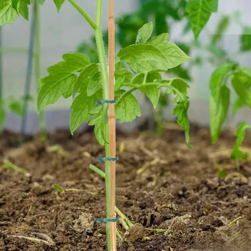 Miniatura 4 de Yowlieu 20 estacas de bambú natural + 1 rollo de lazos de jardín, palos de bambú de 18 pulgadas, estacas de apoyo para plantas de interior, tomate
