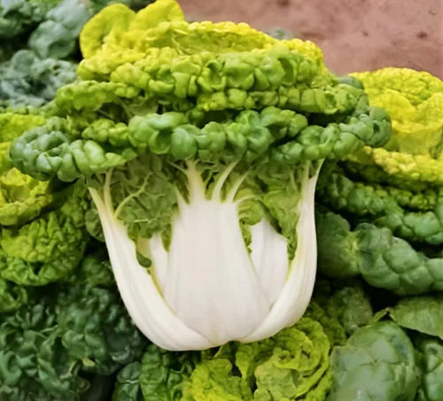 Miniatura 3 de TomorrowSeeds - Golden Heart Bok Choy Seeds - Más de 1000 unidades - para plantar 2026 Amarillo Verde Pok Pak Choi Col cantonesa Plantación de tallo