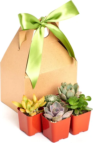 Shop Succulents Colección única de suculentas para regalo, mini plantas suculentas vivas, bajo mantenimiento, colores y texturas excepcionales,