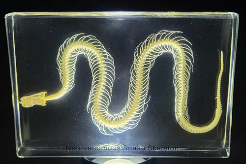 Miniatura 7 de 5.5" Murciélago real con alas abiertas en resina de lucite transparente, especímenes de artesanía, pisapapeles preservado, colección de taxidermia