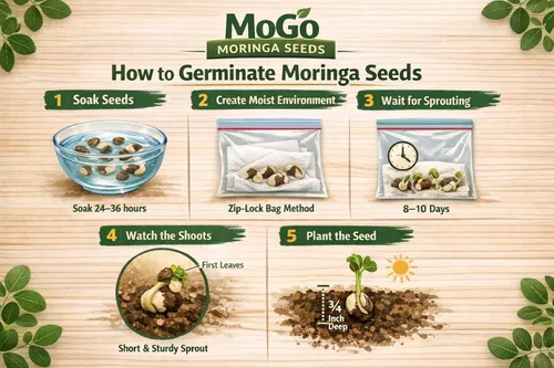 Miniatura 2 de 100 Semillas de Moringa Aproximadamente Semillas de Moringa para Plantar Comestibles, Excelente Germinación Grado Premium PKM1 Semillas