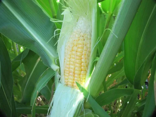 1136B-Semillas de maíz amarillo peruano gigante (mays-Maze) de Robsrareandgiantseeds UPC0764425787525 Sin OMG, orgánicas, plantas históricas,
