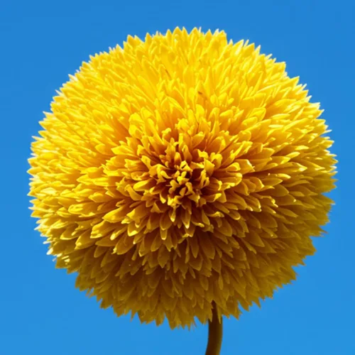 Miniatura 2 de Semillas de girasol para plantar (50 semillas por paquete) - Fácil de cultivar en un jardín de girasol diverso (belleza otoñal)