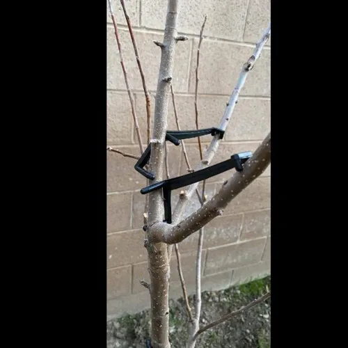 Miniatura 2 de Cunguv Esparcidor de ramas de árboles frutales para una fuerte extensión de ramas de ángulos de entrepierna, ramas de bonsái de plástico, negro 50