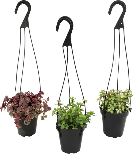 Altman Plants Suculentas colgantes (paquete de 3) en cestas colgantes de 3.5 pulgadas para plantas, cadena de perlas, calico gatito crassus,