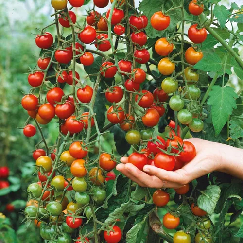 Miniatura 15 de Eden Brothers Semillas de tomate – Semillas de caqui sin OMG para plantar, paquete Semillas de vegetales de bajo mantenimiento, plantas durante