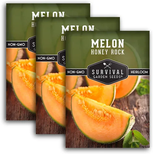 Miniatura 11 de Survival Garden Seeds - Semilla de melón Honey Rock para plantar - Paquete con instrucciones para plantar y cultivar dulces y deliciosos frutos