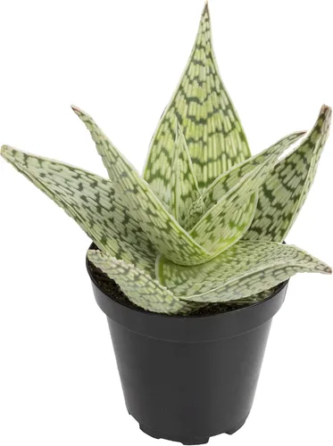 Miniatura 19 de Plantas suculentas de aloe vivo (paquete de 3), plantas suculentas viven en tierra para macetas, plantas suculentas en maceta, plantas vivas de Negro