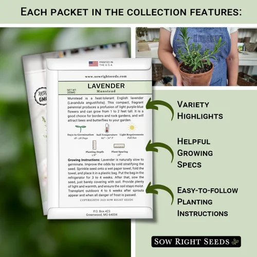 Miniatura 2 de Sow Right Seeds - Colección de semillas de hierbas enanas para plantar - Lavanda Munstead, albahaca griega, eneldo compacto, manzanilla romana