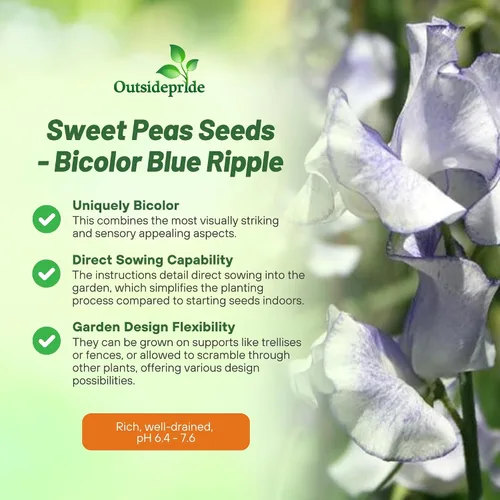 Miniatura 3 de Outsidepride Semillas de guisantes dulces bicolor Blue Ripple – 100 piezas anuales, fáciles de cultivar, semillas de vid para plantar flores
