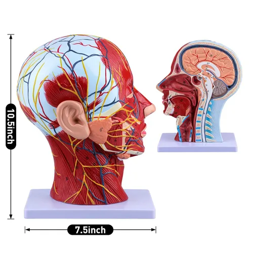Miniatura 7 de Ultrassist Modelo anatómico humano de media cabeza con detalles neurovasculares y musculares superficiales, cabeza de Asaro y anatomía cerebral