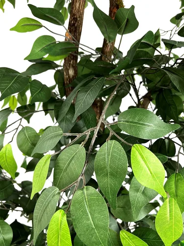 Miniatura 5 de Cypress & Alabaster Árbol artificial de ficus de 3 niveles hecho a mano de 6.5 pies con troncos de madera real de origen ético, hipoalergénico, 6.5