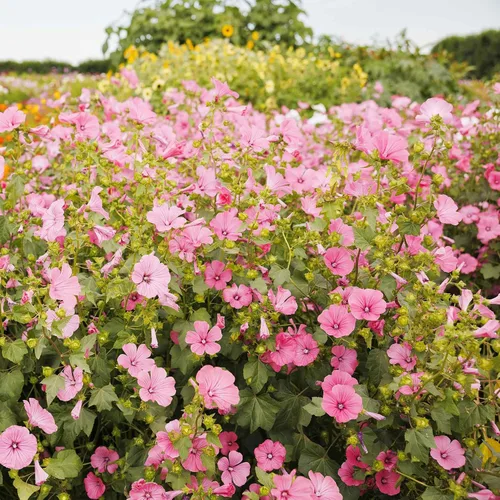 Eden Brothers Semillas de malva rosa - Loveliness