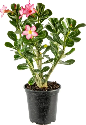 American Plant Exchange - Planta viva de rosa del desierto de una sola flor, planta de interior con flores rosas, maceta para decoración del hogar y