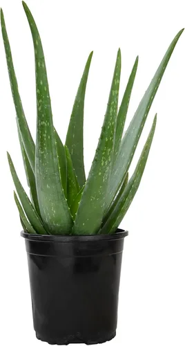 Miniatura 7 de Planta de aloe vera viva en maceta de cultivo de 1G, plantas de interior fáciles, (Aprox. 50.8 cm de altura), suculentas reales, plantas
