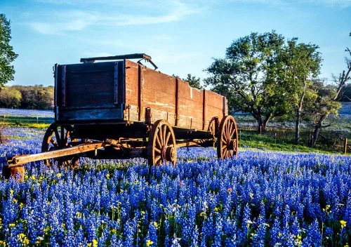 Miniatura 2 de Texas Bluebonnet - Semillas de flores silvestres para plantar, más de 100 semillas, flores silvestres azules vibrantes, enviadas desde Iowa, EE. UU