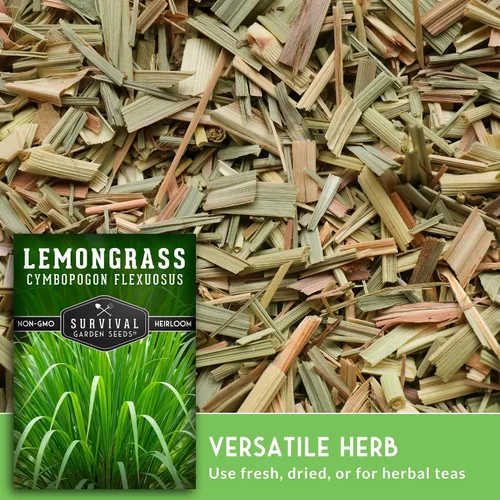 Miniatura 3 de Semillas de limoncillo para plantar – Semillas de hierba de limón asiática de reliquia – Hierba cítrica fragante para té – Planta de jardín