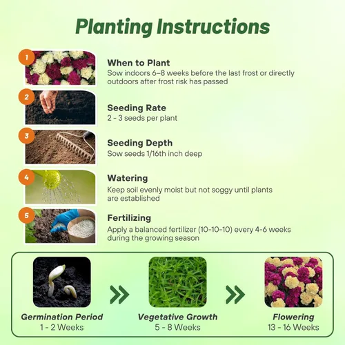 Miniatura 4 de Outsidepride Semillas de clavel de Bananaberry Fizz - 100 semillas de flores perennes, fáciles de cultivar para plantar con flores fragantes