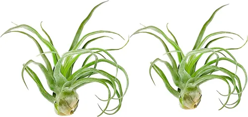 Miniatura 16 de ragnaroc Plantas de aire vivo – Tillandsia Curly Slim Jumbo – 1 unidad de 5 a 9 pulgadas – Ideal para regalos y regalos, plantas de interior vivas
