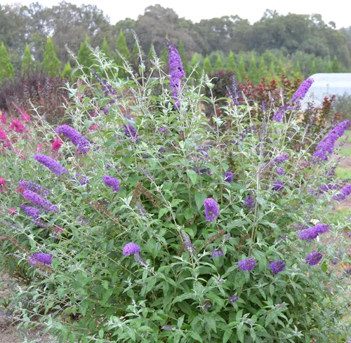 Miniatura 4 de Arbusto de cielo psicodélico Buddleia de 2 galones