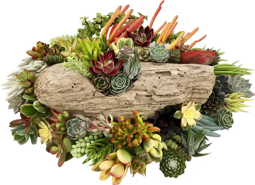 Miniatura 4 de 10 esquejes surtidos de suculentas vivas, no hay 2 suculentas iguales, ideal para terrarios, mini jardines y como plantas de inicio por The