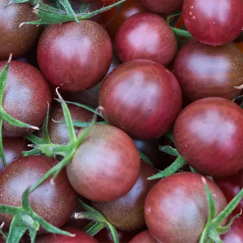 Miniatura 7 de Seed Needs Semillas de tomate cereza negra para plantar, reliquia sin OMG y sin tratar, variedad indeterminada para plantar un huerto al aire libre