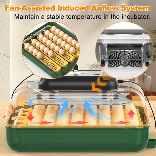 Miniatura 6 de Incubadora de 30 huevos para incubar huevos con giro automático de huevos, pantalla de temperatura y humedad de alta precisión, día de escotilla
