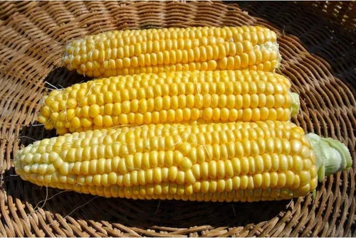 Miniatura 3 de New Mama Super Sweet Corn Seeds - Granos verdaderamente súper dulces (100 semillas)