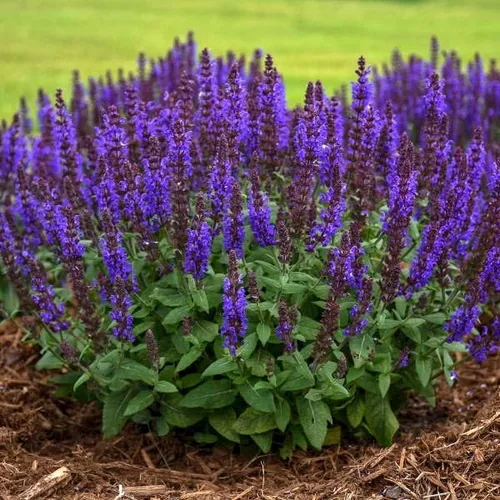 Votaniki Salvia nemorosa 'Bumbleblue' (salvia) - Raíz de tamaño #1 para plantar, salvia perenne con follaje fragante y flores azules fragantes,