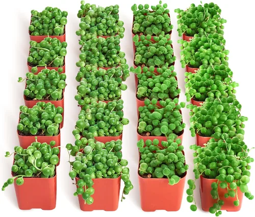 Shop Succulents String of Pearls - Maceta suculenta de 2 pulgadas, paquete de 20
