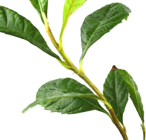 Miniatura 4 de Árbol de níspero dulce amarillo ciruela, enchufe para plantas de 4 a 7 pulgadas de alto, fácil de cultivar, cultivado a partir de semillas de 7 a 12