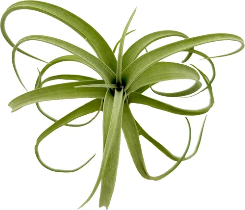 Miniatura 2 de ragnaroc Plantas de aire vivo – Tillandsia Curly Slim Jumbo – 1 unidad de 5 a 9 pulgadas – Ideal para regalos y regalos, plantas de interior vivas