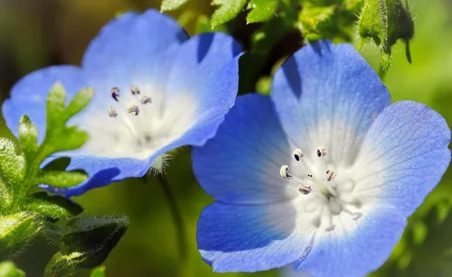 Miniatura 3 de TomorrowSeeds - Semillas Baby Blue Eyes - Más de 6000 unidades - para plantar Nemophila Menziesii 2026, flor azul cielo, cubierta de suelo japonesa