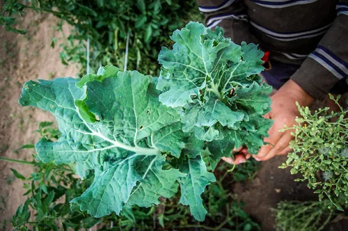 Miniatura 3 de Plant Good Seed Semillas orgánicas de col rizada siberiana, paquete de 200, semillas tradicionales para plantar verduras, suministros de jardinería