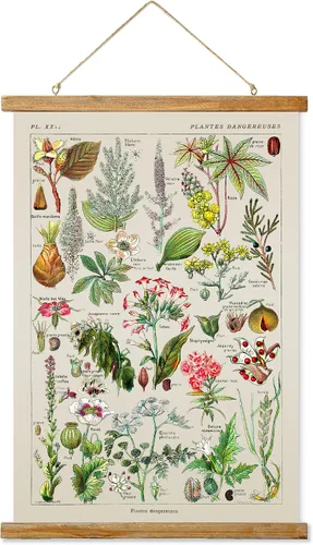 Miniatura 8 de Ovfovy Póster vintage de hongos con marco de madera, estilo retro de pintura botánica de pared, póster de tabla de referencia ilustrativa para sala
