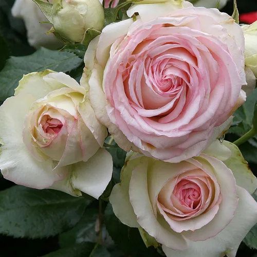Miniatura 15 de Rosas trepadoras de reliquia, planta de raíz propia viva para jardín al aire libre, Aloha, muy fragantes, zonas de rusticidad 5 a 10, floración
