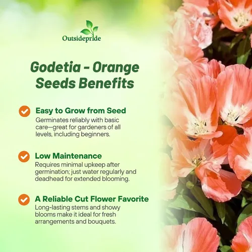 Miniatura 3 de Outsidepride 5000 semillas anuales Godetia Orange Glory Flower Seeds para plantar Naranja