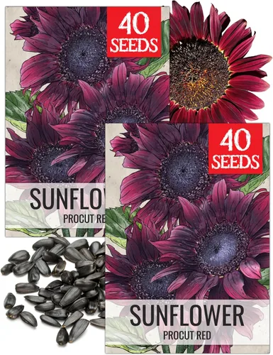 Miniatura 76 de Seed Needs Semillas de girasol para plantar girasoles de manchas solares enanas, semillas de flores de corte anual de polinización abierta