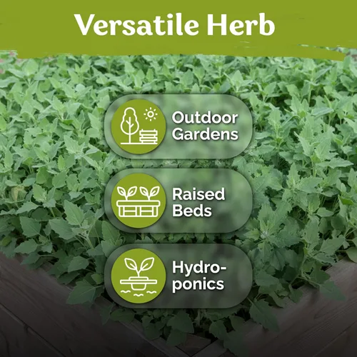 Miniatura 6 de KVITER 1000 semillas de quinua de cordero (Chenopodium Album) - Hierbas comestibles autóctonas, ideales para jardines de hierbas orgánicas