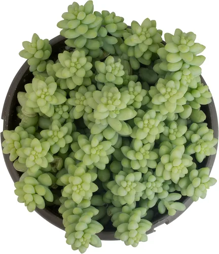 Miniatura 5 de Plants for Pets - Sedum Burrito de 6", plantas suculentas cola de burro, plantas suculentas Sedum vivas, plantas suculentas para el hogar, plantas