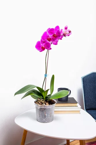 Miniatura 7 de rePotme Maceta de orquídeas ranuradas de 8 pulgadas con agujeros, paquete de 3 unidades (zafiro azul)