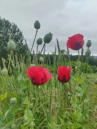 Miniatura 6 de Generic World Poppy Seed Blend Papaver Somniferum Mix 25+ cepas orgánicas sin OMG 100,000 semillas